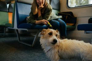 Train en Espagne avec un chien