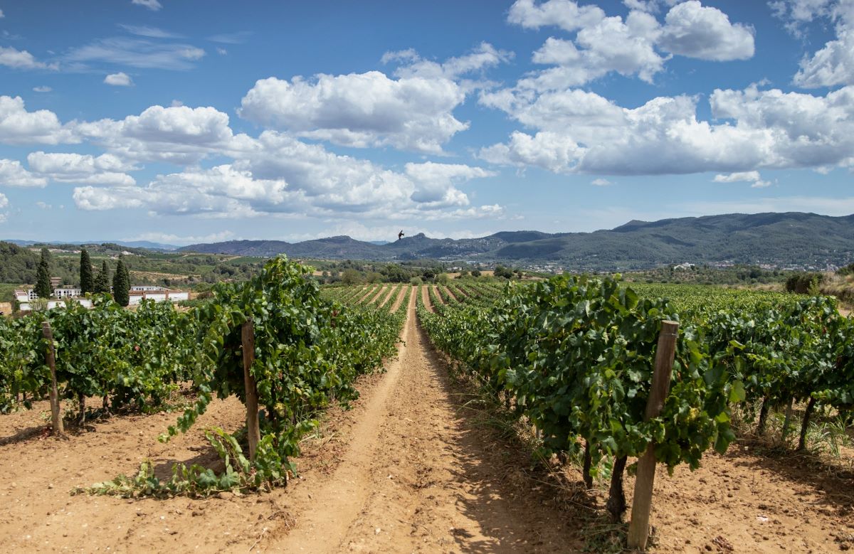 Faits intéressants sur l'Espagne, les vignobles